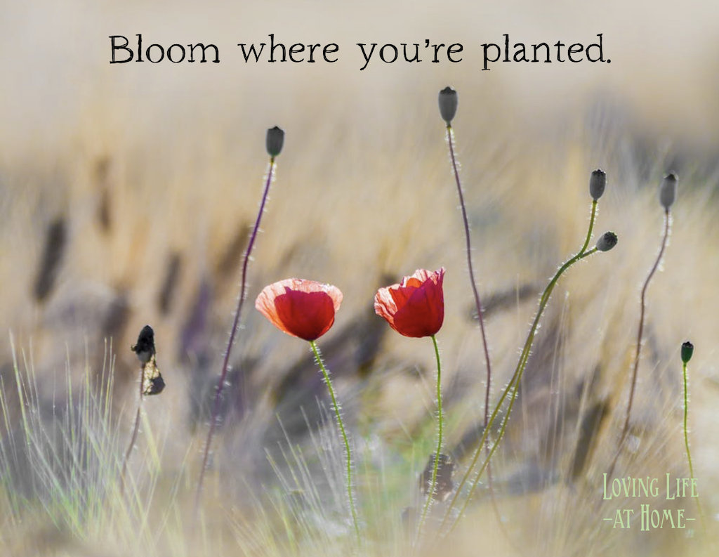 Bloom Where You Are Planted 