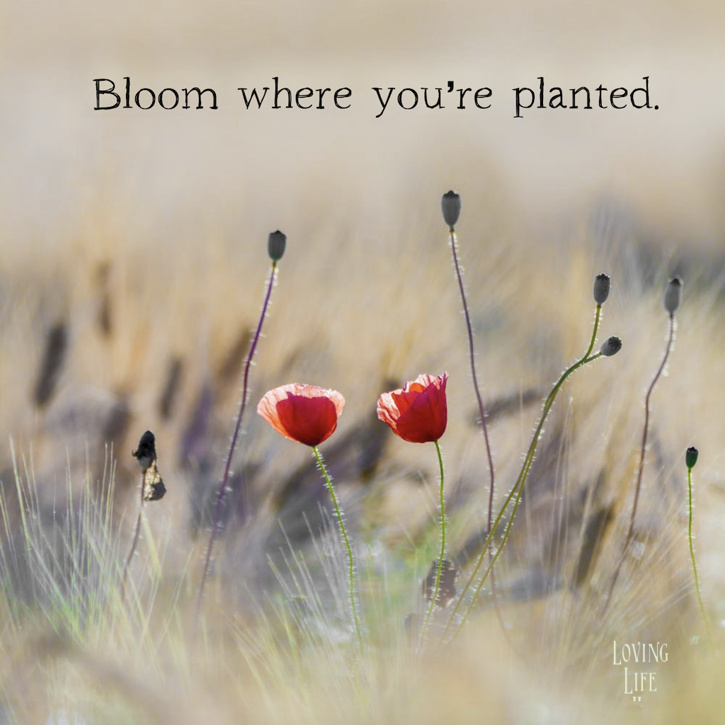 Bloom Where You Are Planted 