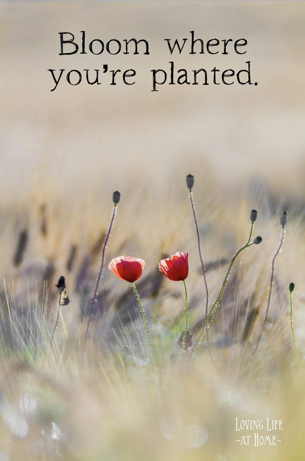 Bloom Where You Are Planted 