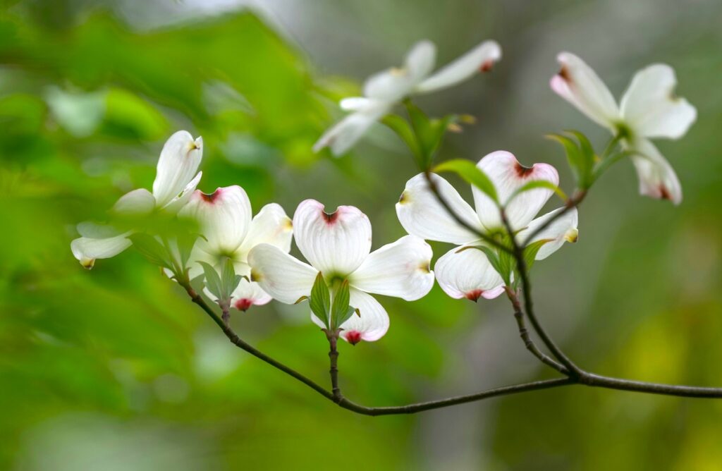 egg hunts and other favorite easter traditions
