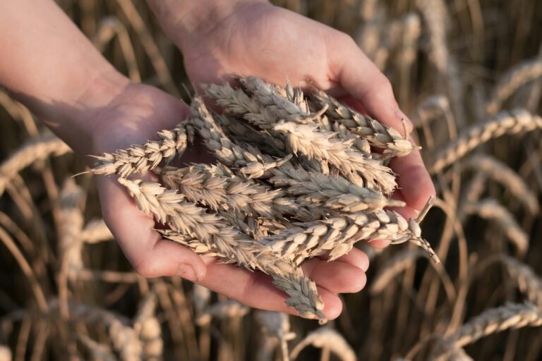 Handful of Wheat